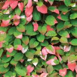 Aktinidia Pstrolistna. Czas na pnącza