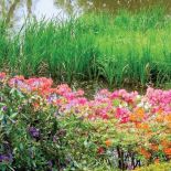 Amaranty, karmazyny, pomarańcze... W różanecznikowym ogrodzie