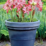 Amarylis w doniczce