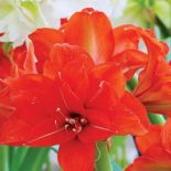 Hippeastrum (zwartnica) a amarylis