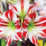 zwartnica hippeastrum