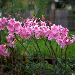 Amaryllis belladonna