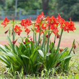 Amaryllis hippeastrum uprawa