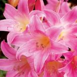 Amaryllis belladonna