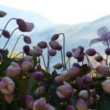 Anemon to ozdoba jesieni. Kwiaty te zachwycają kolorami, gdy większość roślin już dawno je straciła.