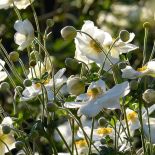 Anemon to ozdoba jesieni. Kwiaty te zachwycają kolorami, gdy większość roślin już dawno je straciła.