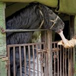 Anna Dębska rzeźbi zwierzęta. Jej drewniany dom stoi w lesie, a pomiędzy drzewami stoi mnóstwo rzeźb.