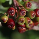 Aronia to liderka wśród polskich superfoods
