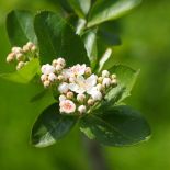 Aronia czarna kwitnie w maju na biało