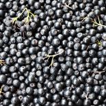 Jagody aronii zbiera się późną jesienią. Im późniejszy zbiór, tym słodsze owoce.