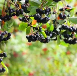 aronia właściwości  uprawa przepisy