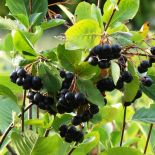 Aronia czarna (Aronia melanocarpa) inaczej czarnoowocowa