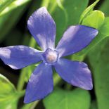 Barwinek odmienny - Vinca difformis.