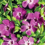 Barwinek pospolity o fioletowych kwiatach - Vinca minor Atropurpurea .