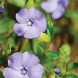 Barwinek pospolity - Vinca minor La Grave .