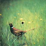 Bażant zdobi pocztówkę wydaną przez Tonpress, a na niej piosenka z filmu Carlosa Saury Nakarmić kruki .