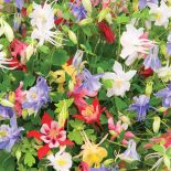 Orlik pospolity. Ogród w cieniu jak malowany