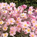 Zawilec japoński. Ogród w cieniu jak malowany