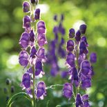 Ogród w cieniu jak malowany