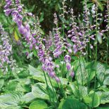 Ogród w cieniu jak malowany