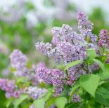 Lilak pospolity - bez w ogrodzie