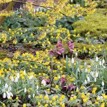 Białe kępki pzrebiśniegów najlepiej wyglądają na kolorowym tle. Dlatego w ich towarzystwie znalazły się błękitne