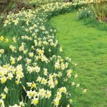 Bladożółte żonkile ładnie wyglądają na tle zielonej murawy i białej kory brzóz.