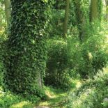 Bluszcz akrobata. Bluszcz akrobata