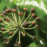 Bluszcz akrobata. Bluszcz akrobata