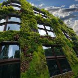 Bluszcz - numer jeden wśród pnączy: elegancki, wygimnastykowany i cały rok zielony. Jak hodować bluszcz?