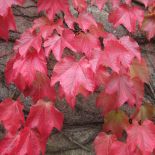 Bluszcz - numer jeden wśród pnączy: elegancki, wygimnastykowany i cały rok zielony. Jak hodować bluszcz?