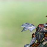 Bluszcz - numer jeden wśród pnączy: elegancki, wygimnastykowany i cały rok zielony. Jak hodować bluszcz?