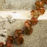 Bluszcz - numer jeden wśród pnączy: elegancki, wygimnastykowany i cały rok zielony. Jak hodować bluszcz?