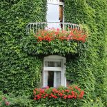 Bluszcz - numer jeden wśród pnączy: elegancki, wygimnastykowany i cały rok zielony. Jak hodować bluszcz?