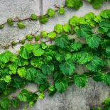 Bluszcz - numer jeden wśród pnączy: elegancki, wygimnastykowany i cały rok zielony. Jak hodować bluszcz?