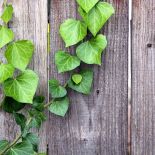 Bluszcz - numer jeden wśród pnączy: elegancki, wygimnastykowany i cały rok zielony. Jak hodować bluszcz?