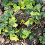 Bluszcz - numer jeden wśród pnączy: elegancki, wygimnastykowany i cały rok zielony. Jak hodować bluszcz?