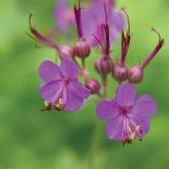 Bodziszek korzeniasty