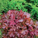 Bogactwo kolorów w ogrodzie. Jesień kolorowych traw