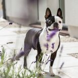 Palazzo z jabłonką – klasyczne wnętrza domu w Szczecinie