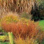 Brzoza to nie tylko drzewo. Na tle uczepu widać krzewy brzozy karłowatej.