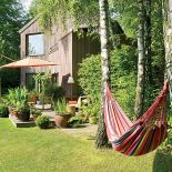 Brzozowy zagajnik nie tylko do podziwiania. Magda wymyśliła nietypowe dla brzeziny runo - borówki amerykańskie