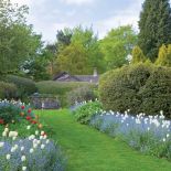 Bukszpan tworzy idealne tło dla tulipanów.