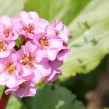 Bergenia sercowata jest byliną długowieczną