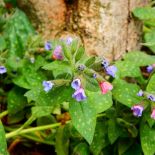 Miodunka pstra zakwitnie nawet w cieniu