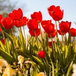 Tulipany to też byliny