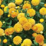 Złocień ogrodowy Mosquito. Chryzantema - kwiat cesarzy