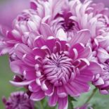 Złocień szklarniowy Bagley Rose. Chryzantema - kwiat cesarzy