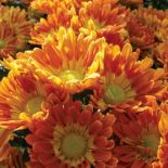 Złocień szklarniowy Starlet. Chryzantema - kwiat cesarzy