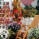 Chryzantema wielokwiatowa, odmiana szklarniowa